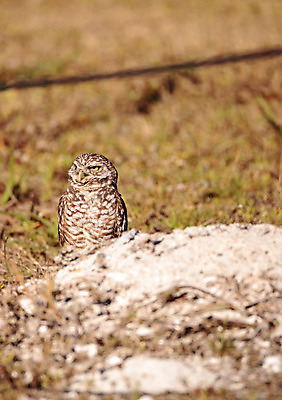 포토 JPG 해외이미지 조류 사람없음 깃털 부엉이 플로리다 해외202004 해외포토 동물 미국 파일형식 이미지허브