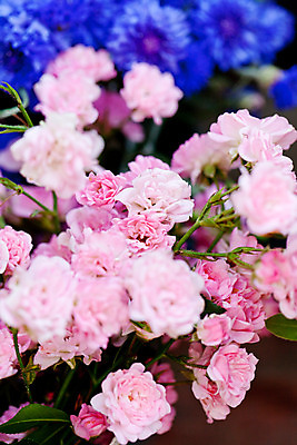 포토 JPG 해외이미지 식물 계절 꽃잎 꽃 분홍색 꽃다발 결혼 백그라운드 꽃무늬 오렌지 자연 휴가 부활절 발렌타인데이 선물 사람없음 장식 빨간색 초록색 컬러풀 장미 노란색 보라색 봄 튤립 벚꽃 흰색 축하 인사 신용카드 생일 다발 제비꽃 오브젝트 데이지 보케 캐모마일 어머니의날 해외202004 해외포토 기념일 컬러 컨셉 무늬 과일 데이이벤트 이벤트 금융 예절 허브 생태계 미국문화 파일형식 이미지허브