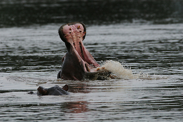 포토 JPG 해외이미지 동물 공원 호수 야생동물 여행 포유류 아프리카 자연 사람없음 야외 물 강 머리 수영 연못 오픈 황무지 위험 큼 사파리 에코 지역 하마 남쪽 보츠와나 전국 초식 해외202004 해외포토 자연요소 공공시설 나라 컨셉 신체부위 환경 수상스포츠 크기 방향 생태계 파일형식 이미지허브