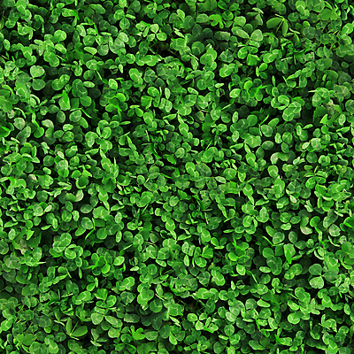 포토 JPG 해외이미지 식물 라이프스타일 백그라운드 잎 패턴 밭 자연 추상 풍경 잔디 사람없음 야외 장식 초록색 여름 우주 환경 봄 성장 신선 행운 칼날 재산 클로버 토끼풀 땅 허브 질감 내추럴 땅바닥 그리너리 해외202004 해외포토 계절 컬러 컨셉 무늬 농업 바닥 생활 금융 생태계 파일형식 트랜드컬러 이미지허브