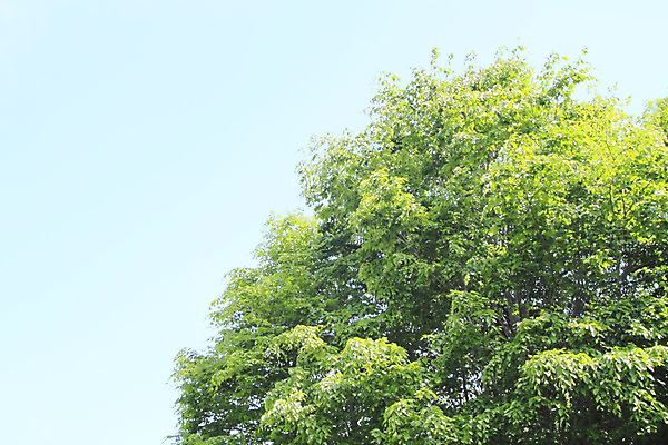포토 JPG 해외이미지 나무 백그라운드 잎 자연 사람없음 야외 초록색 햇빛 태양 성장 신선 숲 해외202004 해외포토 자연요소 식물 컬러 생태계 파일형식 이미지허브