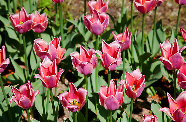 포토 JPG 해외이미지 식물 계절 꽃잎 꽃 줄기 분홍색 잎 자연 사람없음 야외 초록색 빛 정원 보라색 봄 활발 튤립 성장 개화 줄서기 해외202004 해외포토 컬러 컨셉 모션 생태계 파일형식 이미지허브