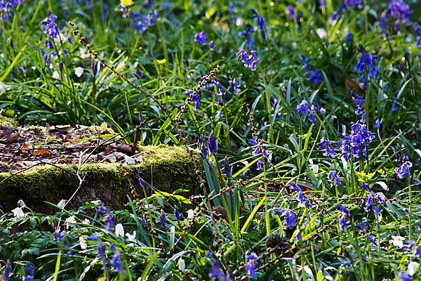 포토 JPG 해외이미지 나무 식물 계절 꽃 잎 꽃무늬 전구 자연 풍경 사람없음 야외 목재 초록색 파란색 보라색 봄 카펫 꿈 벚꽃 종 시골 개화 보호 숲 4월 유기농 벨기에 공상 블루벨 파라다이스 히아신스 몽환 해외202004 해외포토 웰빙 컬러 컨셉 무늬 재료 날짜 생태계 서유럽 파일형식 이미지허브