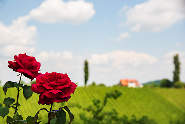 포토 JPG 해외이미지 구름 꽃 백그라운드 밭 하늘 사람없음 가로 빨간색 초록색 여름 파란색 농작물 장미 소프트포커스 남쪽 수평선 해외202004 해외포토 자연요소 식물 계절 컬러 농업 촬영기법 방향 파일형식 이미지허브