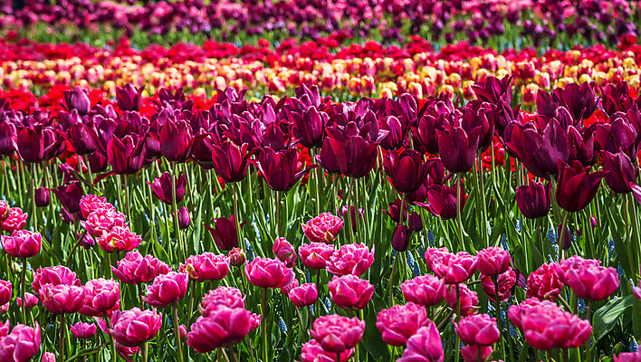 포토 JPG 해외이미지 식물 계절 공원 꽃잎 꽃 분홍색 꽃다발 여행 결혼 백그라운드 잎 꽃무늬 밭 자연 추상 부활절 사람없음 야외 장식 빨간색 초록색 노란색 머리 정원 봄 활발 튤립 벚꽃 신선 개화 꽃집 오브젝트 질감 서식 강렬 인공 전경 완전 해외202004 해외포토 공공시설 기념일 컬러 컨셉 무늬 농업 풍경 이벤트 신체부위 상점 생태계 파일형식 탑뷰 이미지허브
