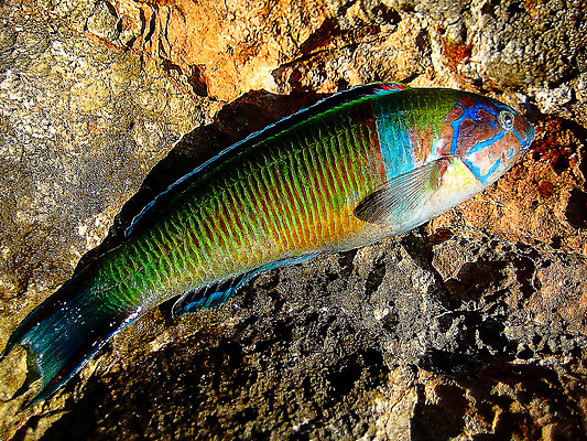 포토 JPG 해외이미지 동물 야생동물 바다 백그라운드 자연 낚시 휴가 천사 어류 사람없음 빨간색 물 파란색 세트 컬러풀 노란색 수중 수영 흰색 산호 수집 태평양 암초 수족관 고립 동물상 리갈 소금물 우수 이국적 해외202004 해외포토 자연요소 컬러 레저 조형물 수중동물 수상스포츠 자포동물 절기 생태계 파일형식 이미지허브