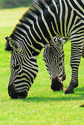 포토 JPG 해외이미지 동물 야생동물 밭 포유류 동물원 사람없음 초록색 머리 줄무늬 게임 오픈 먹기 꼬리 얼룩말 이국적 해외202004 해외포토 컬러 무늬 농업 모션 놀이 신체부위 말_동물 파일형식 이미지허브