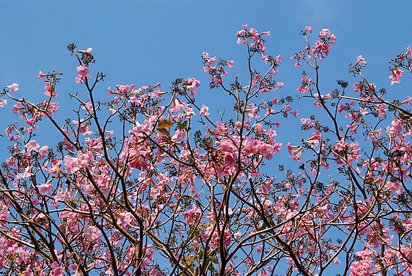 포토 JPG 해외이미지 나무 식물 구름 공원 꽃 행복 분홍색 잎 하늘 발렌타인데이 사람없음 야외 파란색 정원 맑음 봄 나뭇가지 개화 자주색 화단 해외202004 해외포토 자연요소 계절 공공시설 감정 컬러 데이이벤트 날씨 파일형식 이미지허브