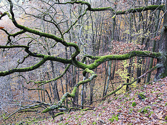 포토 JPG 해외이미지 나무 식물 자연 이끼 사람없음 나뭇가지 숲 묘사 옛날 해외202004 해외포토 생태계 파일형식 이미지허브