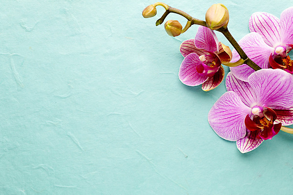 포토 JPG 해외이미지 식물 꽃잎 꽃 줄기 분홍색 백그라운드 자연 사람없음 스파 침묵 봄 난초 오브젝트 장면 해외202004 해외포토 계절 컬러 소리 생태계 파일형식 이미지허브