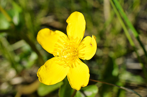 포토 JPG 해외이미지 식물 계절 꽃잎 꽃 밭 자연 하늘 휴식 따뜻함 사람없음 야외 초록색 빛 컬러풀 햇빛 태양 노란색 맑음 활발 들꽃 성장 벚꽃 뜨거움 원형 북극 즐거움 데이지 장면 강렬 북극해 해외202004 해외포토 자연요소 도형 감정 바다 컬러 컨셉 농업 날씨 극지방 생태계 파일형식 이미지허브
