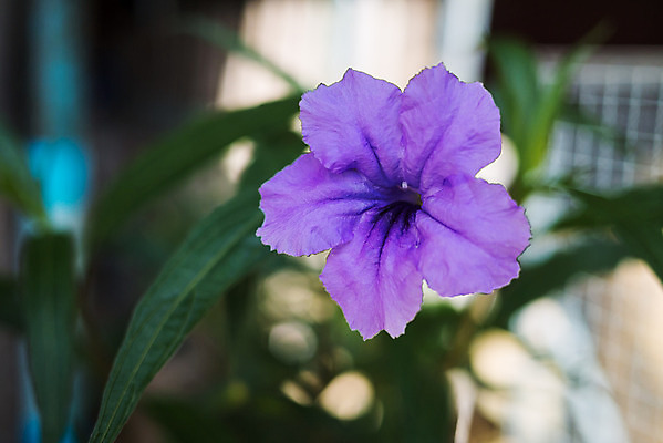 포토 JPG 해외이미지 식물 계절 꽃 백그라운드 꽃무늬 자연 건강 사람없음 초록색 보라색 철 허브 제비꽃 뿌리 꼬투리 해외202004 해외포토 컬러 무늬 생태계 파일형식 이미지허브