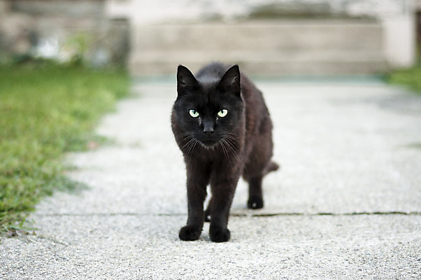 포토 JPG 해외이미지 동물 응시 시선 포유류 거리 사람없음 검은색 고양이 영혼 닫기 지원 충실 해외202004 해외포토 컬러 모션 반려동물 파일형식 이미지허브