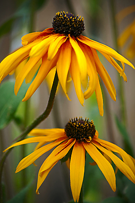 포토 JPG 해외이미지 꽃 백그라운드 2 자연 사람없음 야외 노란색 정원 봄 해외202004 해외포토 식물 계절 컬러 생태계 파일형식 이미지허브