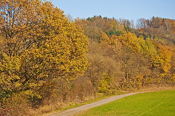 포토 JPG 해외이미지 나무 계절 사람없음 목재 빨간색 빛 갈색 노란색 침묵 가을 시골 그리기 숲 해외202004 해외포토 식물 컬러 재료 모션 소리 파일형식 이미지허브