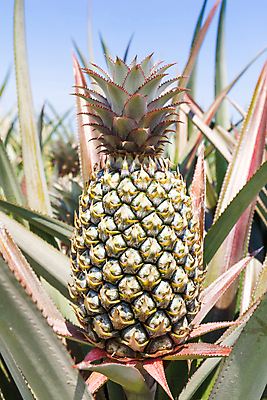 포토 JPG 해외이미지 식물 아시아 음식 줄기 백그라운드 잎 밭 농업 다이어트 채소 과일 자연 디저트 건강 사람없음 야외 초록색 여름 농작물 농장 정원 주스 성장 신선 달콤 먹기 허브 파인애플 오브젝트 유기농 질감 날것 길이 내추럴 숙성 세련 해외202004 해외포토 웰빙 계절 나라 산업 음료 컬러 모션 맛 열대과일 생태계 파일형식 이미지허브