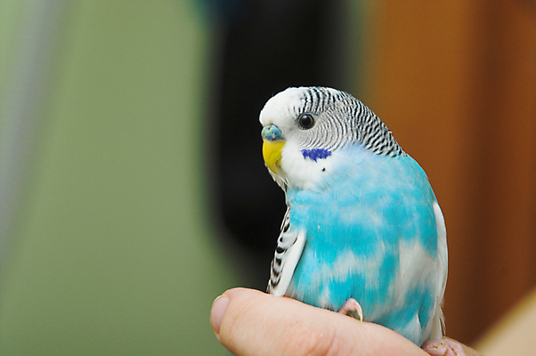 포토 JPG 해외이미지 동물 커플 날개 자연 조류 사랑 사람없음 초록색 파란색 반려동물 컬러풀 노란색 머리 쌍 작음 깃털 부리 이국적 잉꼬 해외202004 해외포토 감정 컬러 관계 신체부위 크기 생태계 파일형식 이미지허브