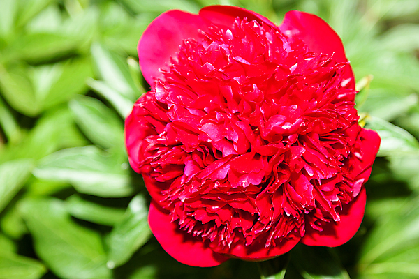 포토 JPG 해외이미지 식물 꽃잎 꽃 줄기 잎 꽃무늬 자연 사랑 사람없음 장식 초록색 정원 봄 벚꽃 신선 개화 다발 원예 캘리포니아 내추럴 작약 해외202004 해외포토 계절 감정 컬러 무늬 취미 미국 생태계 파일형식 이미지허브