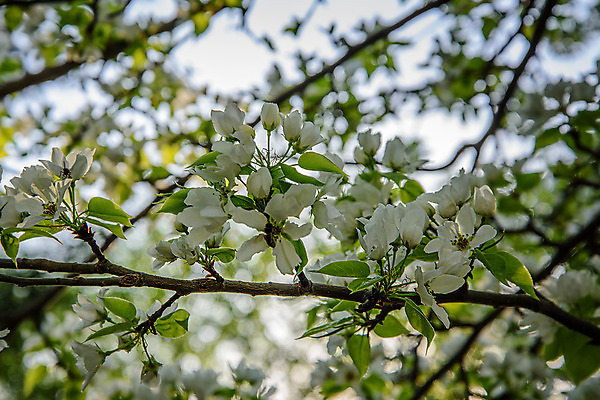 포토 JPG 해외이미지 나무 식물 계절 꽃 잎 꽃무늬 자연 하늘 사람없음 초록색 파란색 정원 봄 흰색 나뭇가지 사과 자두 해외202004 해외포토 컬러 무늬 과일 생태계 파일형식 이미지허브