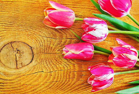 포토 JPG 해외이미지 디자인 계절 꽃잎 꽃 선 줄기 분홍색 꽃다발 백그라운드 잎 꽃무늬 패턴 자연 탁자 휴가 부활절 발렌타인데이 사랑 사람없음 목재 초록색 우주 보라색 페인트 봄 튤립 벚꽃 축하 판넬 생일 그룹 우아함 부식 질감 내추럴 해외202004 해외포토 나무 식물 기념일 감정 컬러 가구 컨셉 무늬 재료 데이이벤트 생태계 파일형식 이미지허브