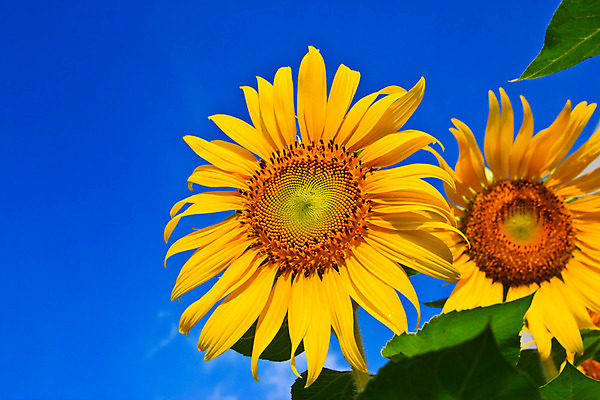 포토 JPG 해외이미지 백그라운드 꽃밭 하늘 해바라기 사람없음 노란색 활발 해외202004 해외포토 꽃 컬러 컨셉 파일형식 이미지허브