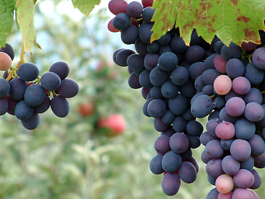 포토 JPG 해외이미지 계절 잎 밭 농업 과일 자연 포도 사람없음 빨간색 초록색 여름 파란색 태양 농장 노란색 와인 맑음 검은색 수확 성장 흰색 나뭇가지 시골 닫기 다발 묘사 원예 포도밭 포도나무 내추럴 밭일 양조장 해외202004 해외포토 자연요소 나무 식물 산업 컬러 모션 날씨 주류 취미 과일나무 생태계 파일형식 이미지허브