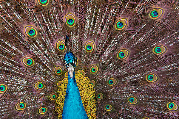 포토 JPG 해외이미지 동물 남자 야생동물 백그라운드 패턴 자연 조류 사람없음 장식 초록색 파란색 컬러풀 머리 활발 펼침 의식 우아함 공작 깃털 묘사 즐거움 질감 꼬리 부리 번짐 보여주기 동물상 터키석 해외202004 해외포토 감정 컬러 컨셉 무늬 모션 사람 신체부위 조형물 보석 생태계 파일형식 효과 이미지허브