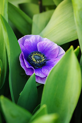 포토 JPG 해외이미지 식물 디자인 꽃 꽃다발 결혼 백그라운드 잎 꽃무늬 일러스트 자연 수채화 해변 사람없음 장식 초록색 여름 봄 흰색 나뭇가지 인사 신용카드 우아함 제비꽃 오브젝트 복숭아 초대 내추럴 아네모네 엘리먼트 카피스페이스 그리너리 해외202004 해외포토 나무 계절 바다 컬러 컨셉 무늬 과일 이벤트 금융 공백 예절 생태계 파일형식 트랜드컬러 이미지허브
