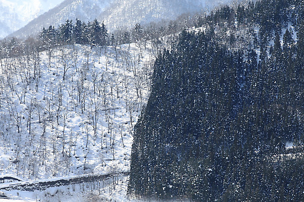 포토 JPG 해외이미지 나무 크리스마스 겨울 자연 표면 날씨 산 풍경 경사 사람없음 목재 물 일본 추위 눈송이 숲 언덕 서리 내추럴 해외202004 해외포토 자연요소 식물 계절 기념일 아시아 재료 눈_날씨 생태계 파일형식 이미지허브