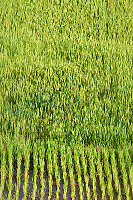 포토 JPG 해외이미지 식물 문화 음식 백그라운드 농업 자연 밥 풍경 사람없음 야외 초록색 여름 농장 봄 젖음 수확 시골 낟알 내추럴 논밭 마다가스카르 밭일 이국적 해외202004 해외포토 계절 산업 컬러 밭 논 생태계 파일형식 이미지허브