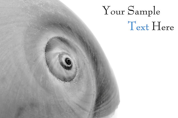 포토 JPG 해외이미지 디자인 모래 바다 백그라운드 패턴 자연 조개 연체동물 나선형 해변 사람없음 껍질 흰색 소라 오브젝트 싱글 내추럴 고립 해외202004 해외포토 컬러 무늬 어패류 무척추동물 생태계 파일형식 이미지허브