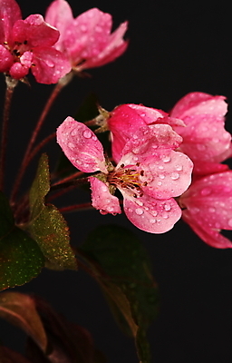 포토 JPG 해외이미지 나무 꽃잎 줄기 분홍색 잎 사람없음 물 정원 봄 벚꽃 물방울 이슬 꽃가루 꽃수술 해외202004 해외포토 자연요소 식물 계절 꽃 컬러 가루 파일형식 이미지허브