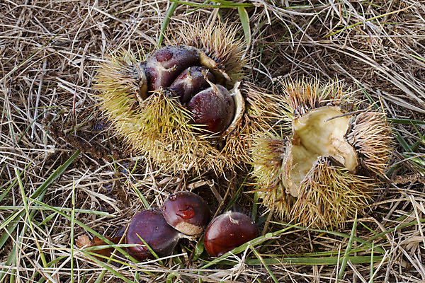 포토 JPG 해외이미지 계절 음식 자연 사람없음 목재 견과류 수확 가을 가시 이슬 서리 내추럴 땅바닥 숙성 해외202004 해외포토 나무 농업 재료 바닥 생태계 파일형식 이미지허브