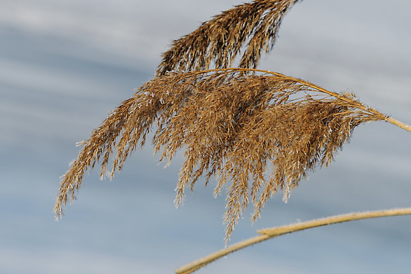 포토 JPG 해외이미지 식물 겨울 잔디 사람없음 야외 햇빛 얼음 추위 흰색 서리 내추럴 변소 영원 해외202004 해외포토 자연요소 계절 컬러 태양 파일형식 이미지허브