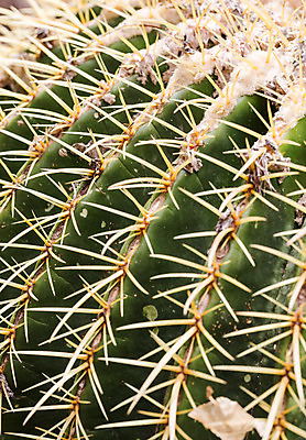 포토 JPG 해외이미지 식물 백그라운드 잎 패턴 공 자연 선인장 사람없음 세로 물 성장 그룹 선택 모피 수집 묘사 날카로움 가뭄 모음 상록수 솜털 스파이크 넘어짐 오리엔테이션 진짜 많음 그리너리 해외202004 해외포토 자연요소 컨셉 무늬 모션 날씨 생태계 파일형식 트랜드컬러 이미지허브