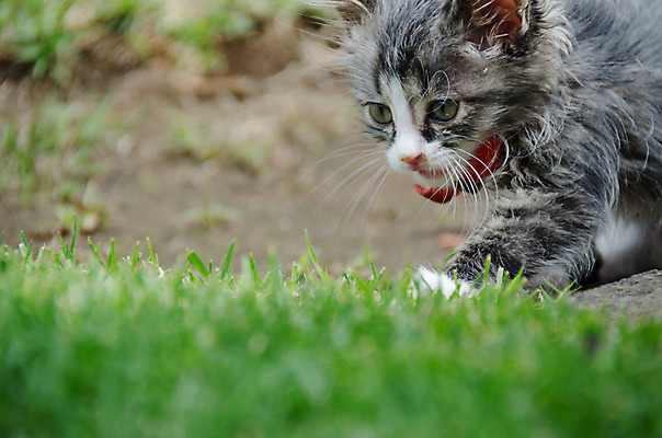 포토 JPG 해외이미지 동물 응시 포즈 신체 포유류 자연 놀이 생물 수염 털 건강 사람없음 야외 반려동물 머리 정원 고양이 가축 줄무늬 표현 아기 달콤 작음 모피 호기심 귀 솜털 해외202004 해외포토 시선 감정 컨셉 무늬 사람 신체부위 맛 크기 생태계 파일형식 이미지허브