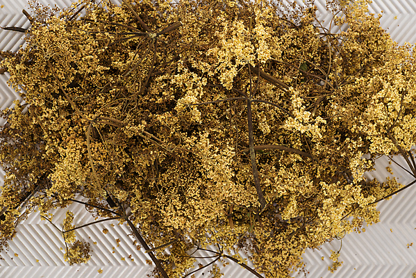 포토 JPG 해외이미지 식물 계절 꽃 음료 음식 백그라운드 잎 꽃무늬 과일 자연 건강 사람없음 여름 약 벚꽃 가을 흰색 나뭇가지 신선 열 차 질병 수집 허브 향신료 오브젝트 유기농 내추럴 고립 바이오 해외202004 해외포토 나무 웰빙 컬러 무늬 의학 생태계 향미료 파일형식 이미지허브