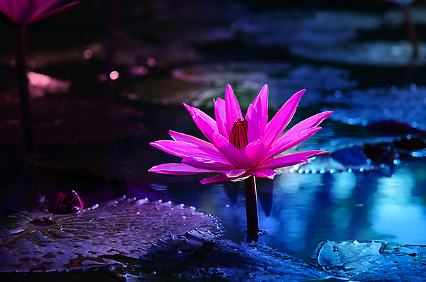 포토 JPG 해외이미지 식물 디자인 꽃잎 꽃 별 선 분홍색 백그라운드 컨셉 꽃무늬 일러스트 자연 벽지 동화 추상 휴식 사람없음 장식 물 파란색 빛 컬러풀 노란색 평화 보라색 꿈 벚꽃 흰색 연못 개화 명상 싱글 공상 마법 이국적 해외202004 해외포토 자연요소 컬러 무늬 생태계 파일형식 이미지허브