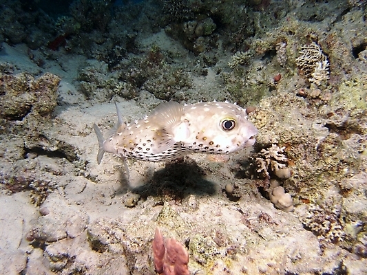 포토 JPG 해외이미지 식물 동물 야생동물 자연 표면 어류 사람없음 물 반사 수중 투명 스노클링 산호 잠수부 다이빙 암초 동물상 해외202004 해외포토 자연요소 조형물 수영 수중동물 수상스포츠 자포동물 전문직 생태계 수중스포츠 파일형식 이미지허브