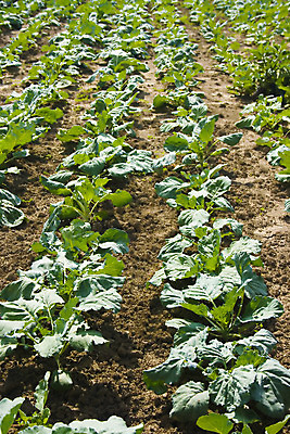 포토 JPG 해외이미지 식물 지구 선 음식 잎 밭 농업 다이어트 채소 자연 건강 씨앗 사람없음 초록색 여름 농작물 농장 새싹 정원 흙 봄 샐러드 수확 성장 신선 잡기 상추 땅 먹기 유기농 원예 산등성이 양배추 먼지 모종 밭일 온실 줄서기 채식주의자 세련 해외202004 해외포토 웰빙 계절 산업 컬러 모션 산 취미 생태계 채식 파일형식 이미지허브