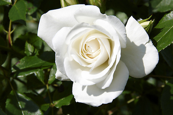 포토 JPG 해외이미지 식물 꽃잎 꽃 잎 꽃무늬 패턴 자연 사랑 사람없음 초록색 장미 정원 봄 벚꽃 흰색 묘사 원예 해외202004 해외포토 계절 감정 컬러 무늬 취미 생태계 파일형식 이미지허브