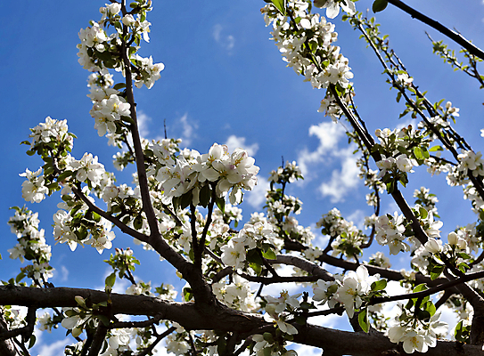 포토 JPG 해외이미지 식물 구름 계절 꽃잎 꽃 잎 꽃무늬 자연 하늘 사람없음 파란색 빛 컬러풀 햇빛 태양 머리 새싹 정원 침묵 봄 벚꽃 흰색 나뭇가지 신선 개화 사과 4월 원예 부드러움 내추럴 꽃수술 해외202004 해외포토 자연요소 나무 컬러 무늬 과일 취미 신체부위 소리 감각 날짜 생태계 파일형식 이미지허브