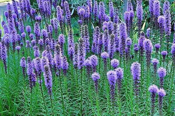 포토 JPG 해외이미지 식물 꽃잎 꽃 사람없음 정원 보라색 영원 해외202004 해외포토 컬러 파일형식 이미지허브