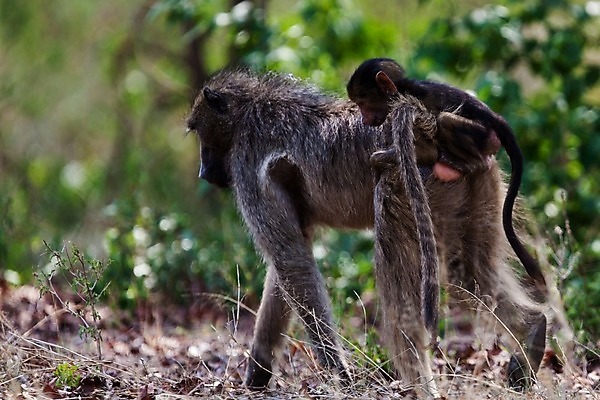 포토 JPG 해외이미지 동물 한마리 야생동물 포유류 아프리카 국립공원 앉기 사람없음 야외 원숭이 열대우림 사파리 유인원 침팬지 우간다 탄자니아 카피스페이스 해외202004 해외포토 멸종위기종 1 공원 나라 모션 공백 숲 파일형식 이미지허브