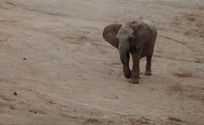 포토 JPG 해외이미지 동물 공원 여자 야생동물 포유류 가족 아프리카 자연 엄마 초식동물 코끼리 풍경 사람없음 야외 초록색 일출 황혼 일몰 새벽 아기 잠 저녁 큼 사파리 장면 케냐 송아지 마사이족 사바나 세렝게티 소셜 전국 탄자니아 해외202004 해외포토 자연요소 공공시설 나라 새끼 컬러 관계 사람 노을 소 야간 크기 생태계 파일형식 이미지허브