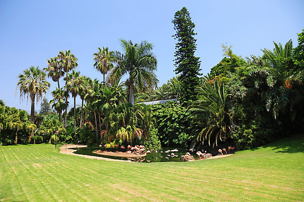 포토 JPG 해외이미지 나무 식물 동물 공원 호수 야생동물 분홍색 섬 여행 날개 자연 조류 하늘 휴가 휴식 프레임 동물원 손바닥 풍경 잔디 사람없음 야외 빨간색 초록색 물 여름 파란색 컬러풀 장미 맑음 침묵 나뭇가지 연못 그룹 고급 플라밍고 가득함 깃털 부리 이국적 파라다이스 해외202004 해외포토 자연요소 손 계절 공공시설 꽃 컬러 컨셉 날씨 소리 생태계 파일형식 이미지허브