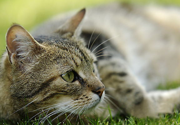 포토 JPG 해외이미지 동물 사람없음 반려동물 고양이 얼룩무늬 해외202004 해외포토 무늬 포유류 파일형식 이미지허브