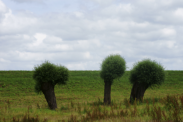 포토 JPG 해외이미지 나무 식물 구름 자연 하늘 풍경 사람없음 초록색 신선 자르기 호기심 보호구역 세이지 해외202004 해외포토 자연요소 감정 컬러 컨셉 모션 생태계 구역 파일형식 이미지허브