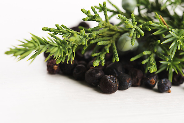 포토 JPG 해외이미지 식물 열매 백그라운드 잎 과일 재료 자연 건강 요리 씨앗 사람없음 목재 초록색 파란색 약 숟가락 가을 나뭇가지 차 맛 허브 향신료 유기농 질감 레시피 상록수 아로마테라피 향나무 해외202004 해외포토 나무 웰빙 계절 음료 컬러 컨셉 의학 수저 생태계 테라피 향미료 파일형식 이미지허브