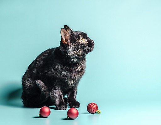 포토 JPG 해외이미지 동물 템플릿 백그라운드 크리스마스 공 휴가 새로움 새해 털 앉기 이벤트 사람없음 장식 빨간색 빛 반려동물 장난감 고양이 공백 회색 작음 큼 연도 손목시계 고립 주목 해외202004 해외포토 기념일 시계 컬러 컨셉 장신구 포유류 모션 크기 파일형식 이미지허브